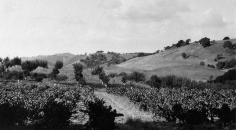 view of a mounts with grape vine.