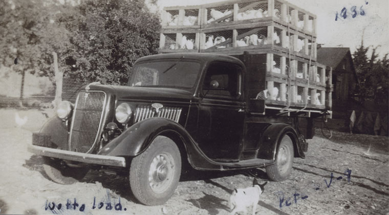 Pickup truck loaded with chickens