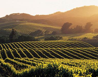 View of vineyard at dusk.