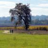 Two people walking a path, passing a large tree.